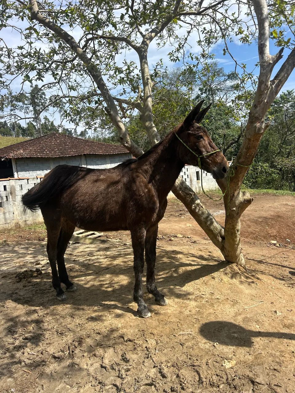 Mula boa de lida é serviço  - Foto 2