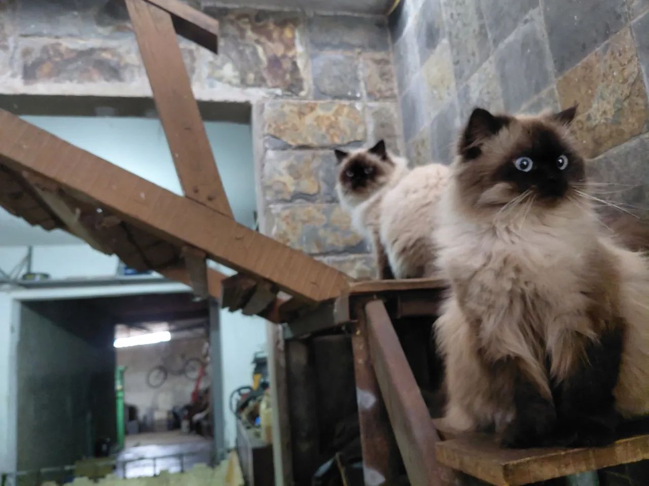 Animais  - Foto 2