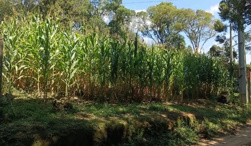 Excelente área em Mandirituba - Pr  - Foto 2