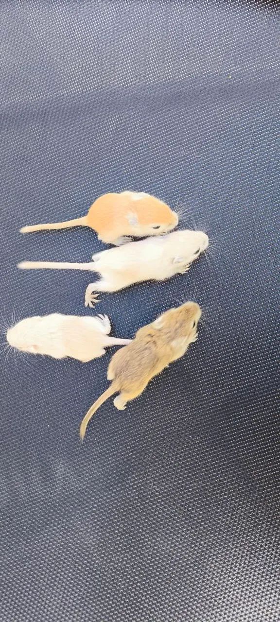 Gerbil Mongólia 