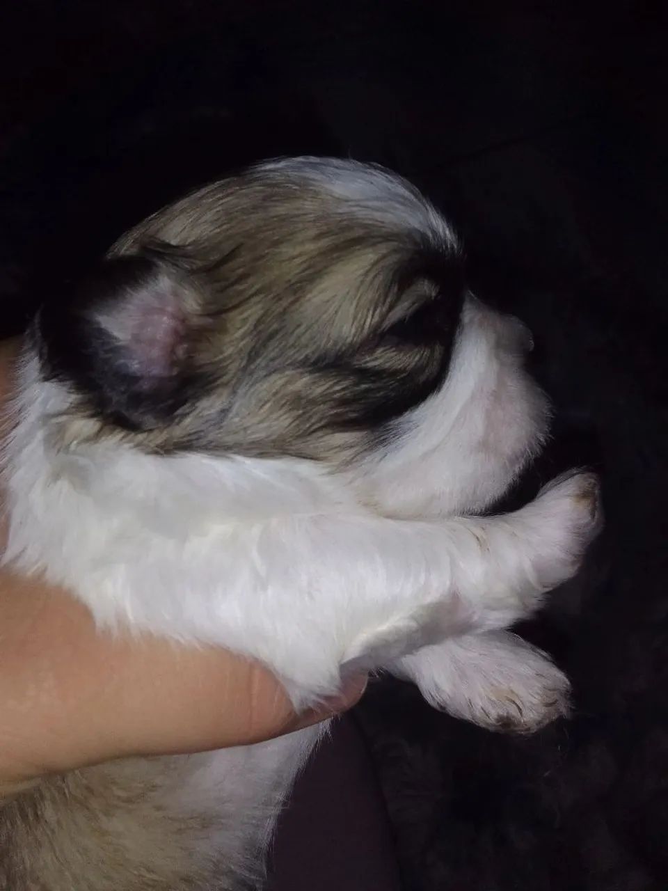 Shih tzu  - Foto 5
