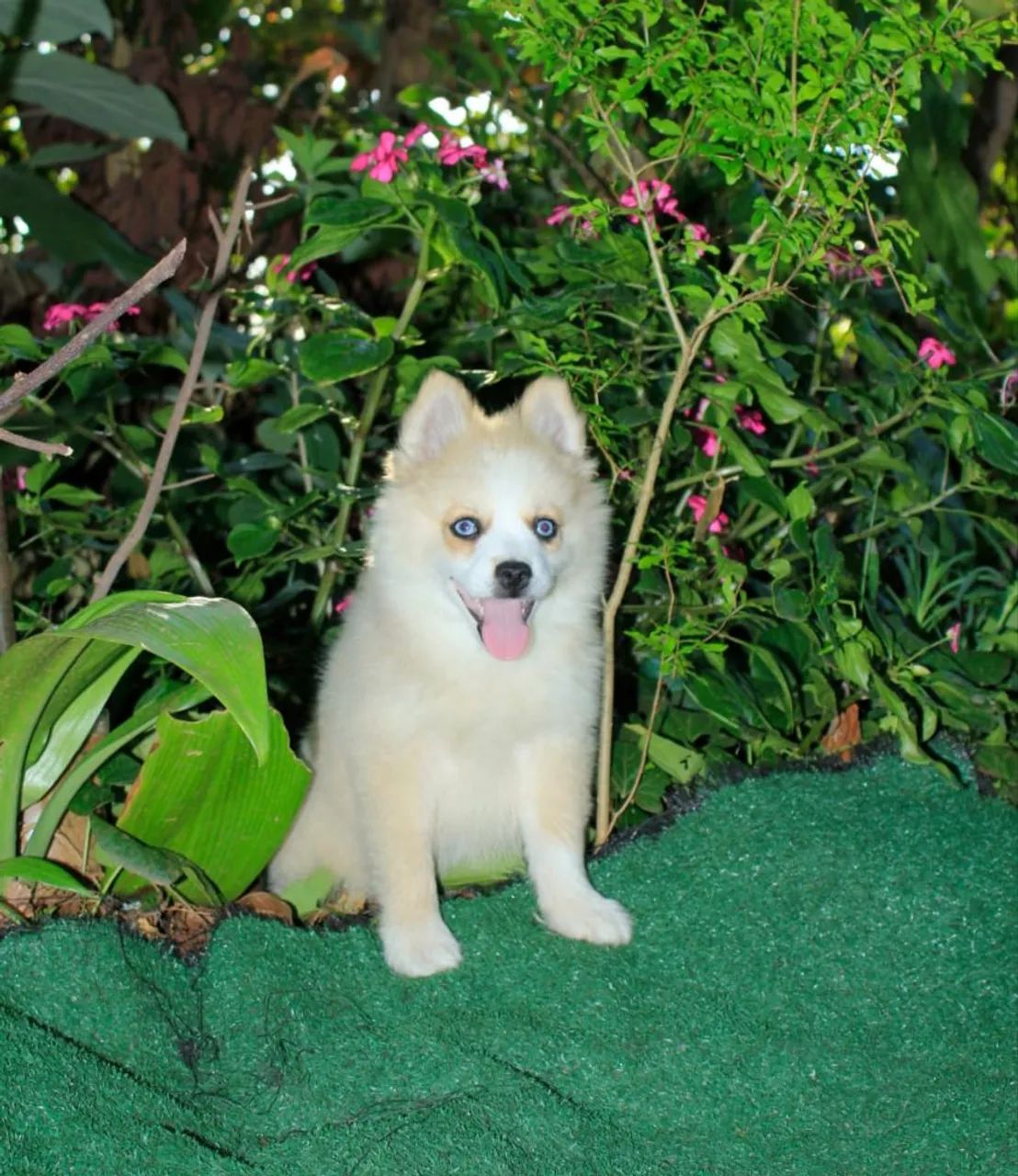 Pomsky F3 ( mini)