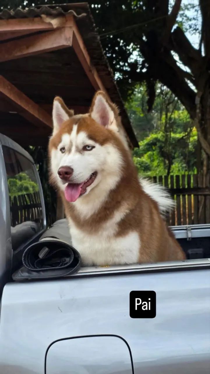 Husky Siberiano puro - Foto 2