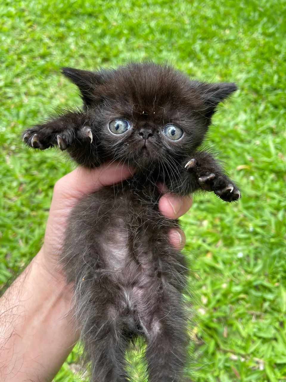 Persa exótico machinho - Foto 3