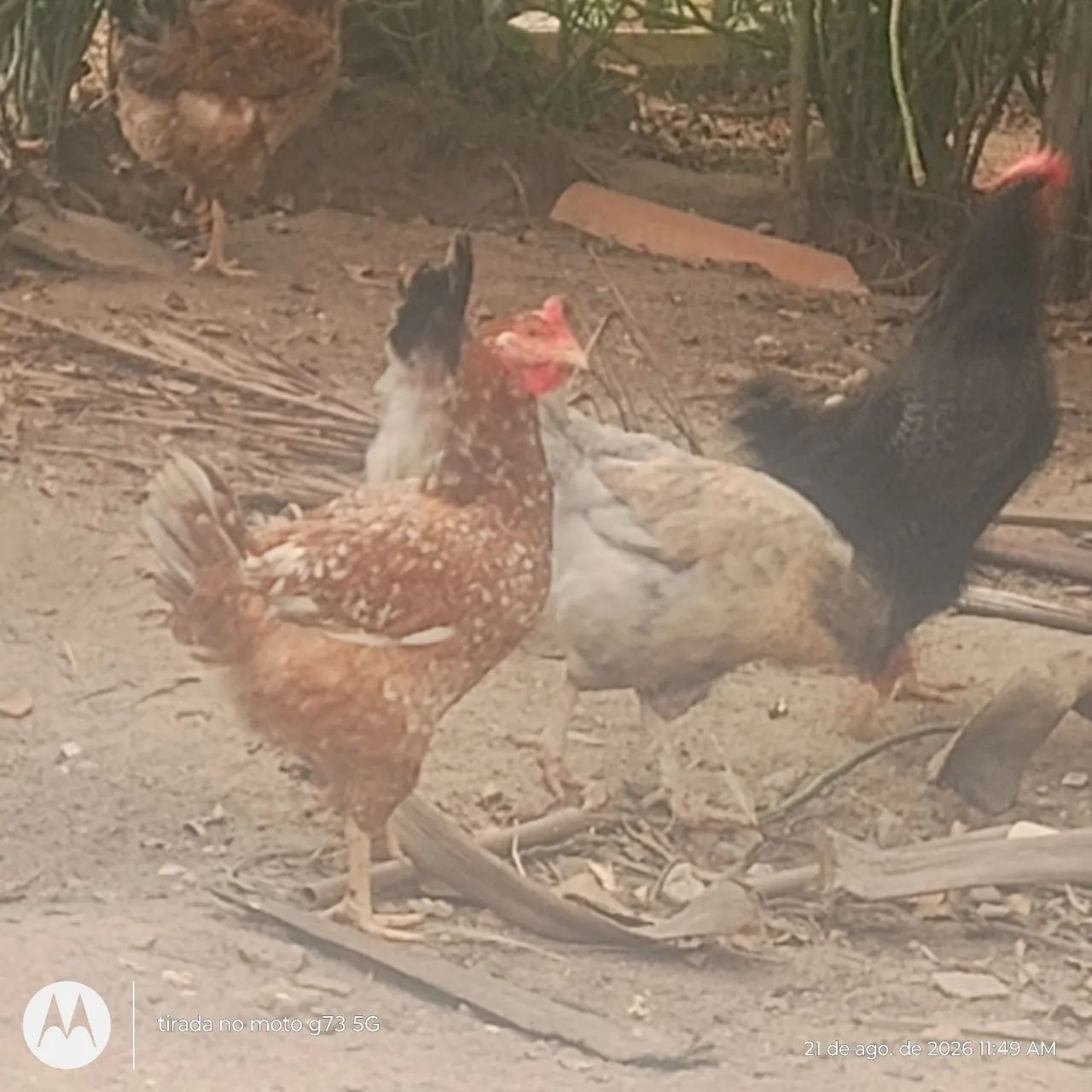 Galinhas brama - Foto 5