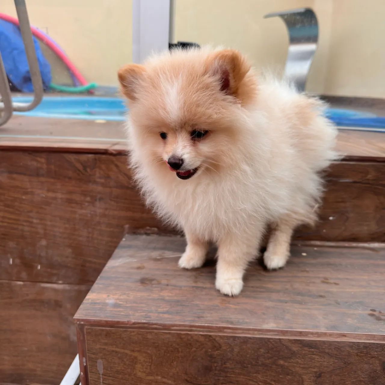 Spitz alemão - Cachorros - Indústrias I (Barreiro), Belo Horizonte