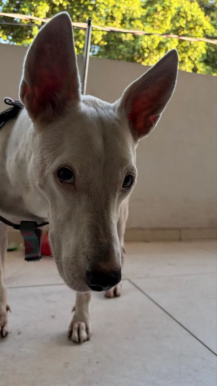 Adoção responsável  - Foto 3