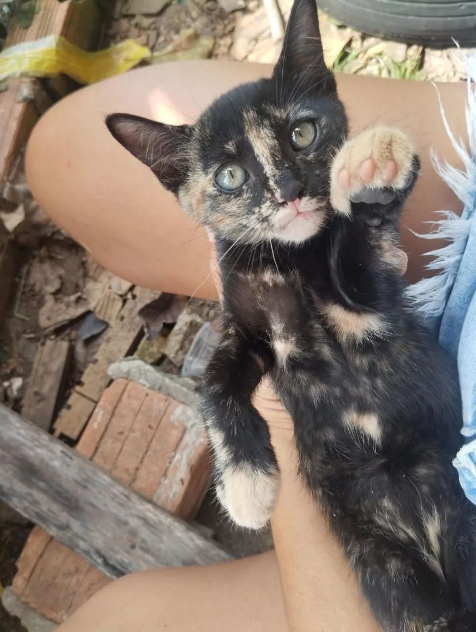Doação gata dócil 