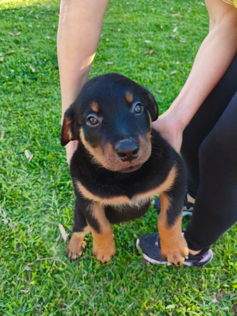 Rottweiler  - Foto 5