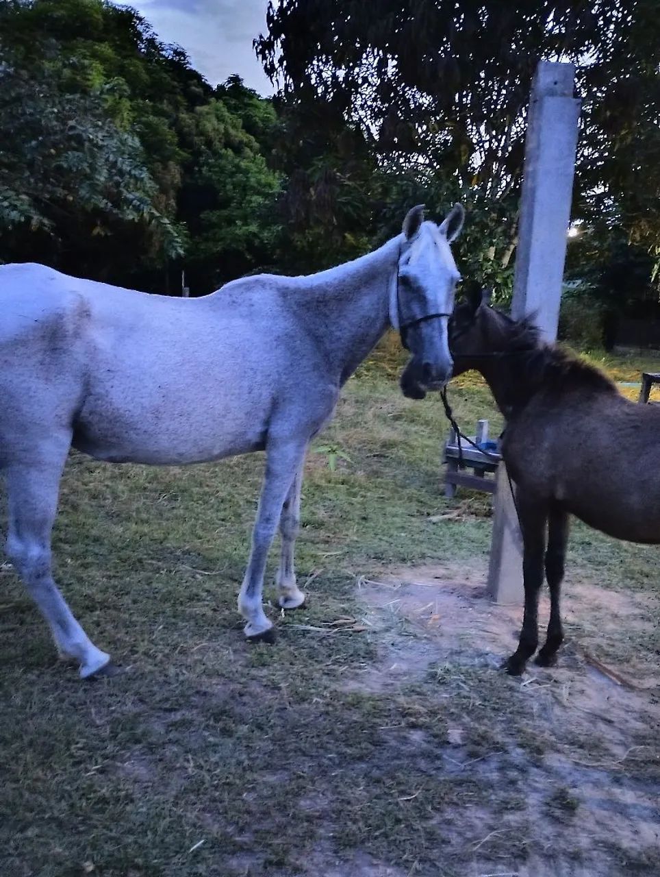 Linda potra mestiça e sua mãe já prenha - Foto 3