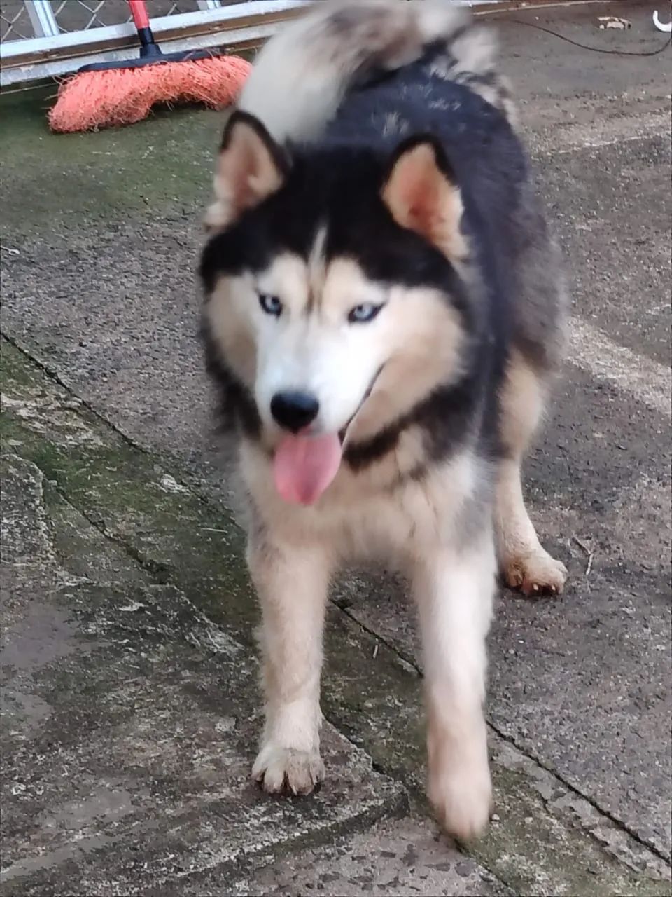 Husky doação  - Foto 5