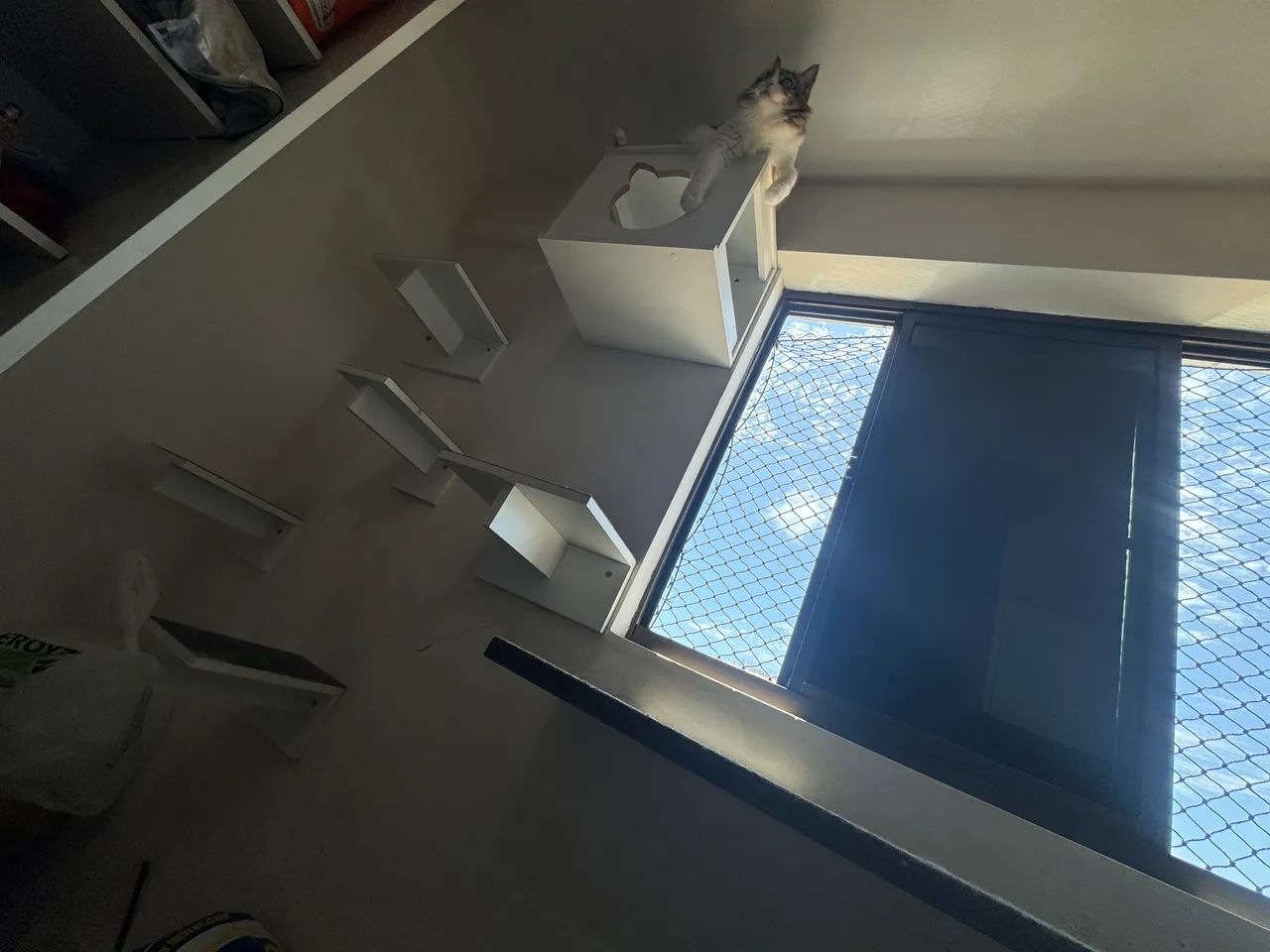 Circuito para gatos - Foto 5