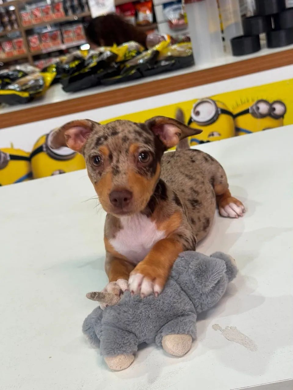 Animais de estimação  - Foto 4