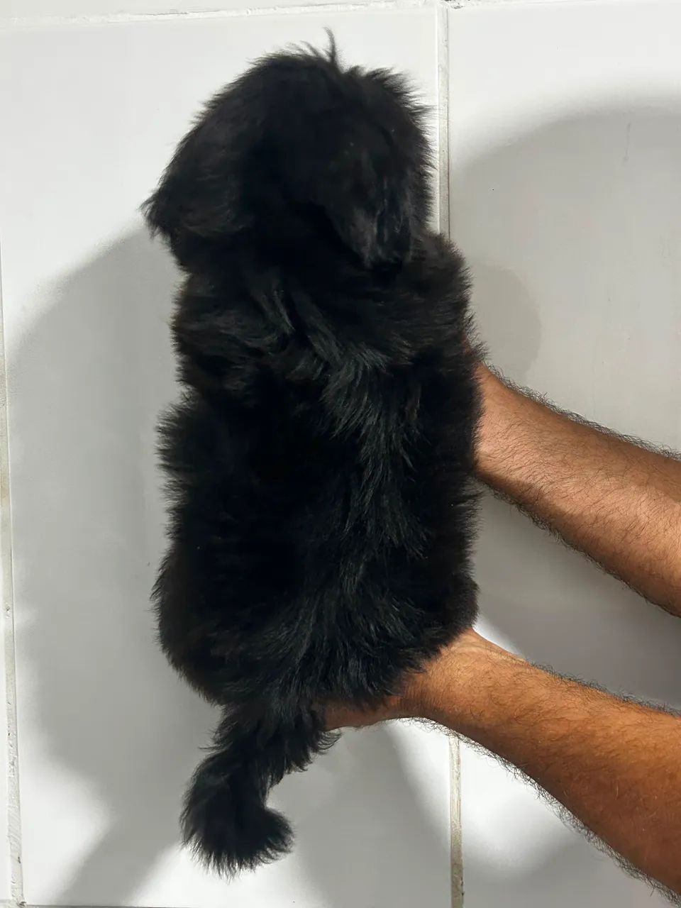 Bicho de estimação  - Foto 2