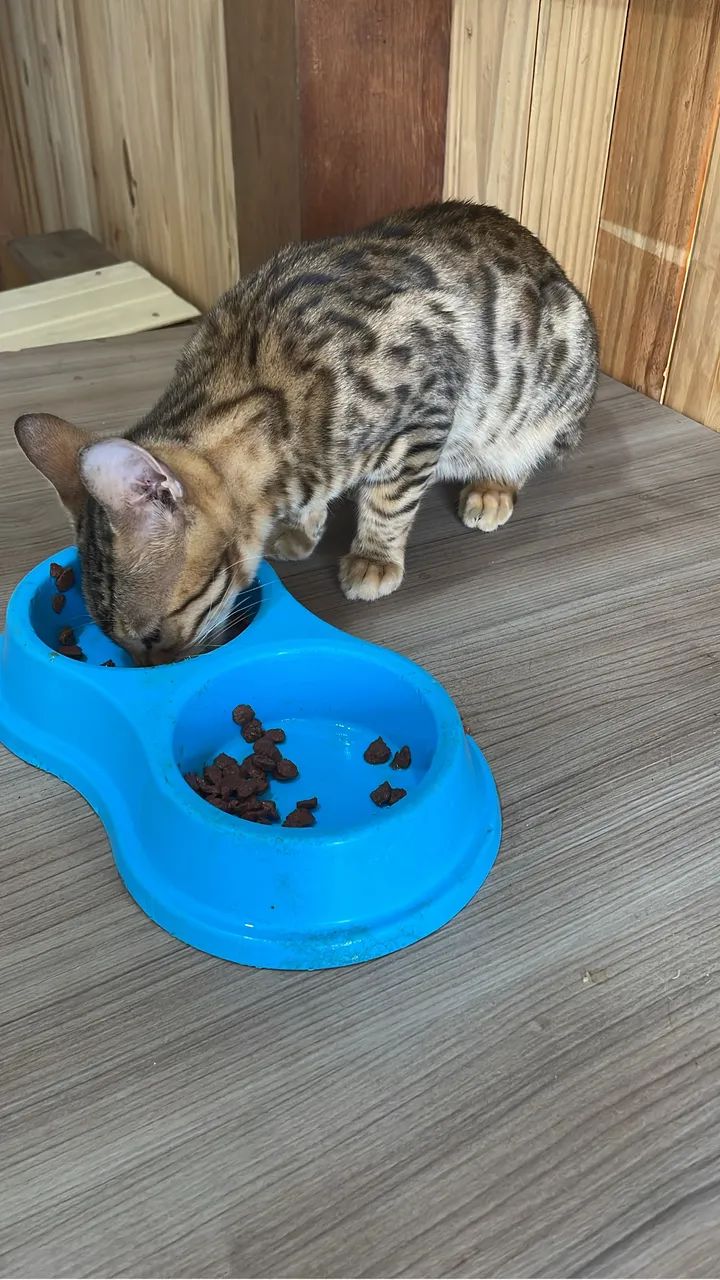 Gatos - Foto 5