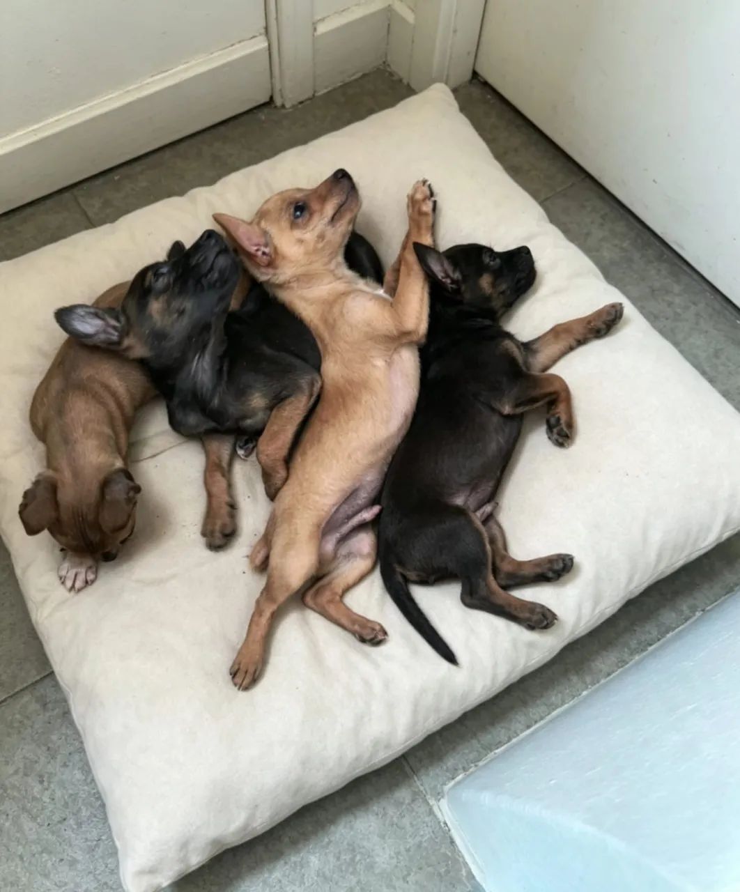 Pinscher 