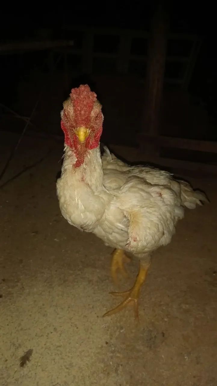 Frango - Foto 2