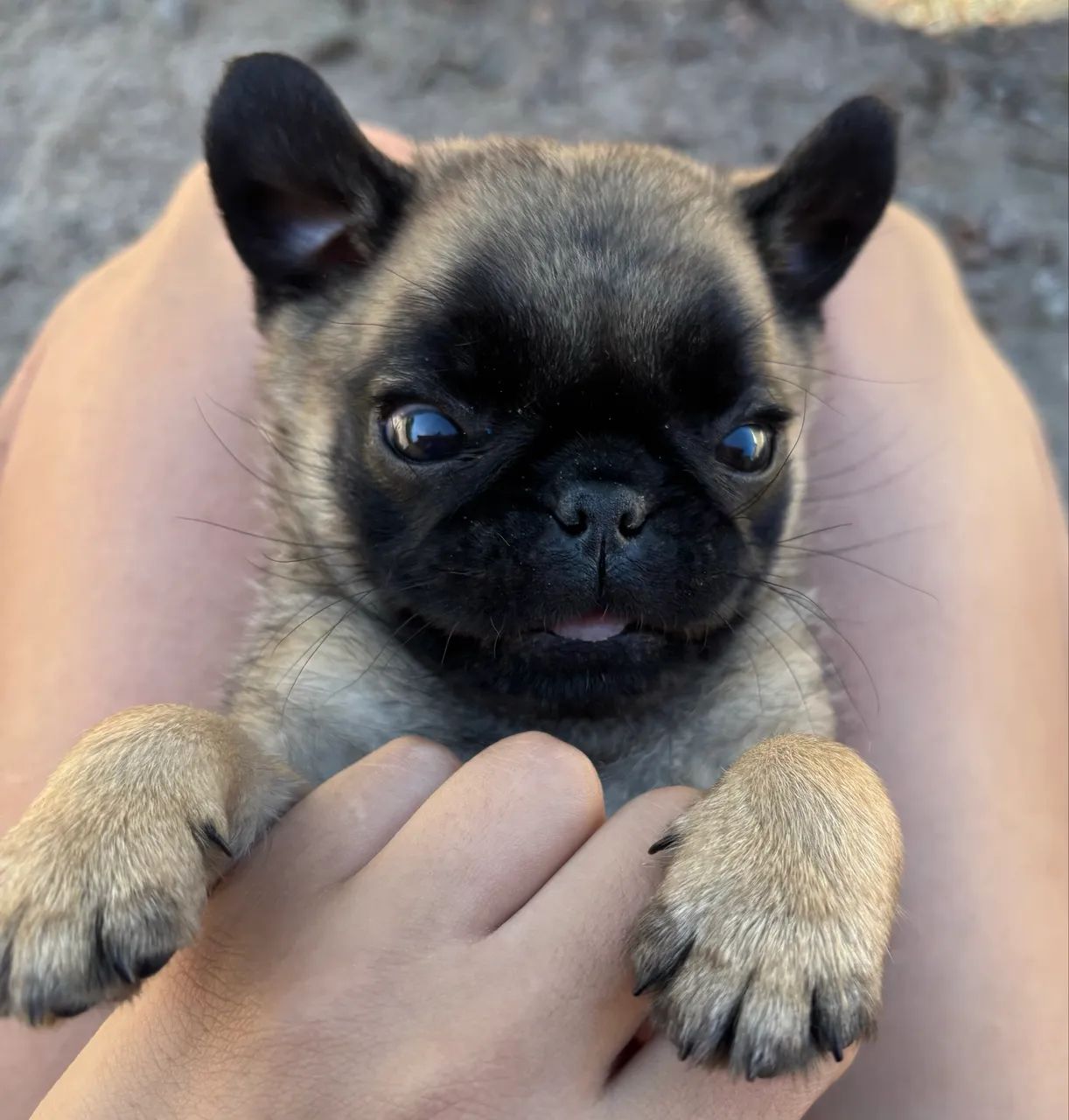 Pug mini troco por Pinscher  - Foto 4