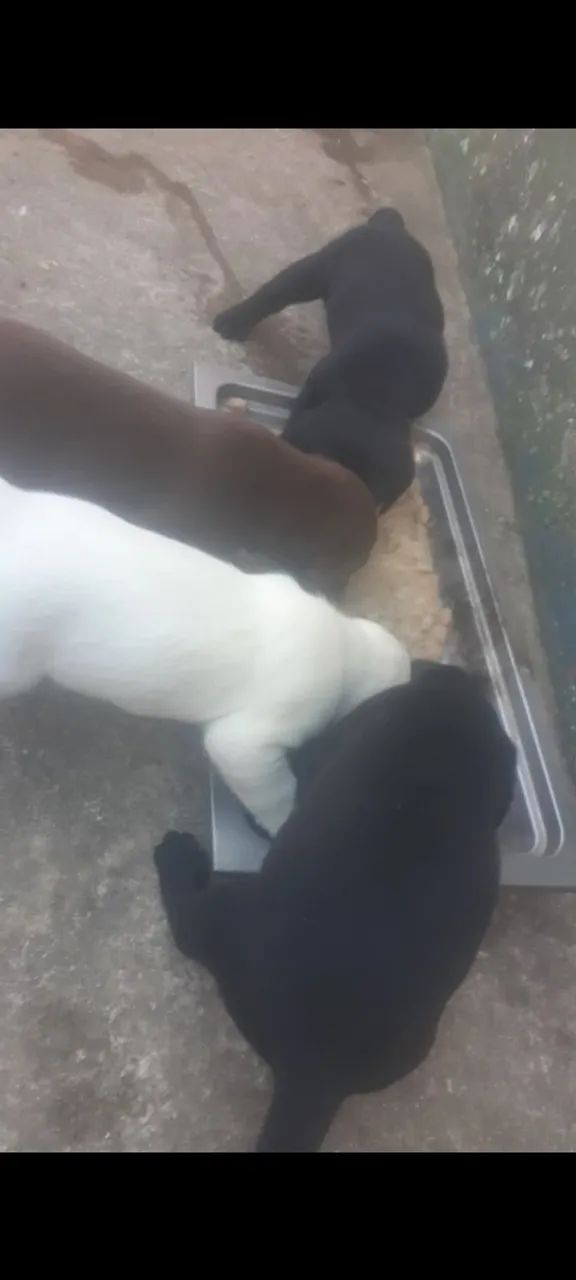 Filhotes de labrador todas as cores  INGLÊS E AMERICANO  - Foto 3