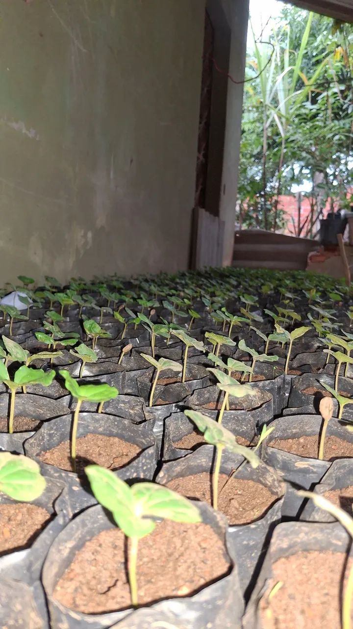 MUDAS DE CAFÉ CATUAÍ À VENDA  - Foto 2