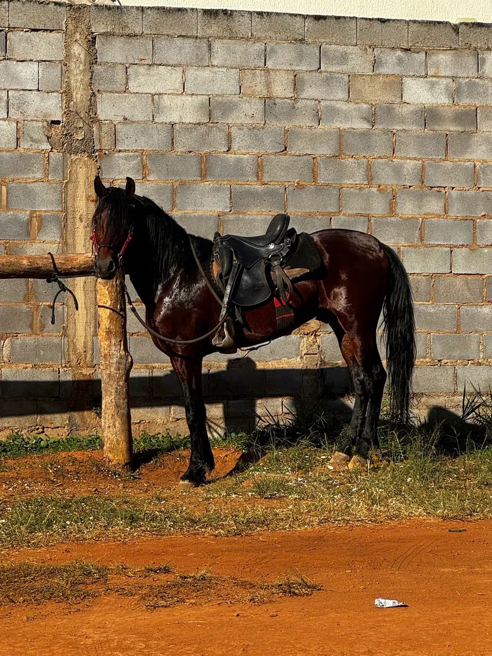 Cavalo mangalarga  - Foto 3