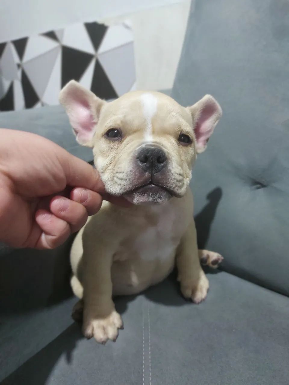 American bully micro  - Foto 4