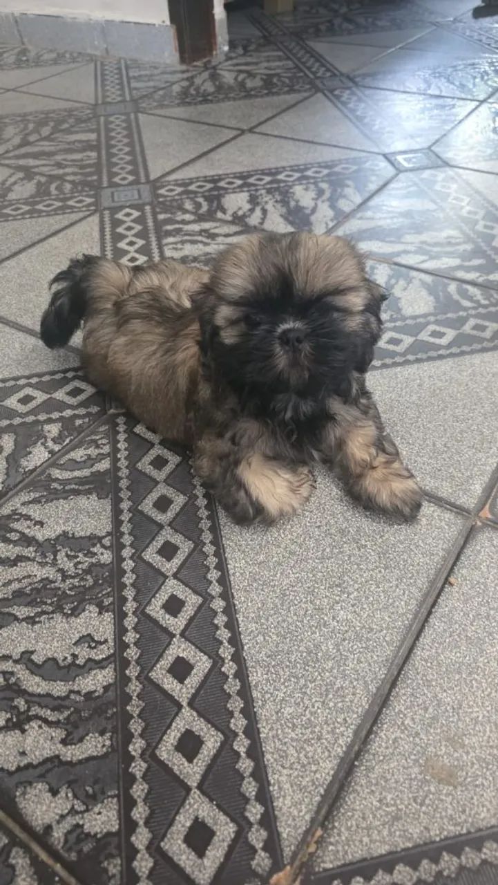 Vende-se Shitzu  - Foto 2