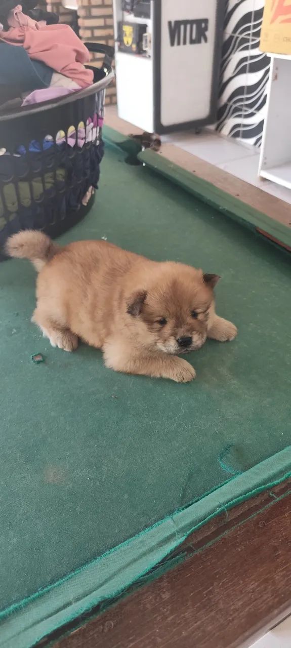 Filhotes de Chow chow - Foto 5