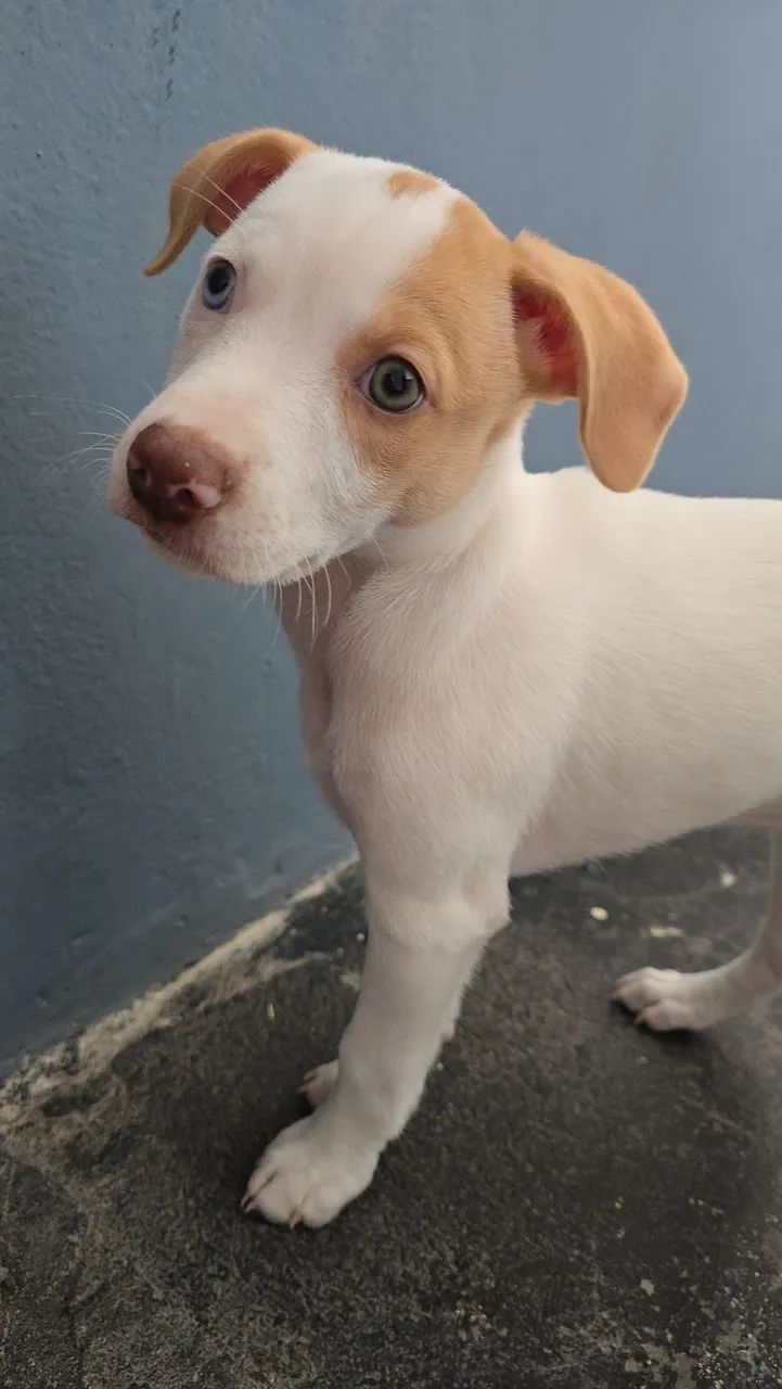 Fêmea com 2 meses porte medio  - Foto 3