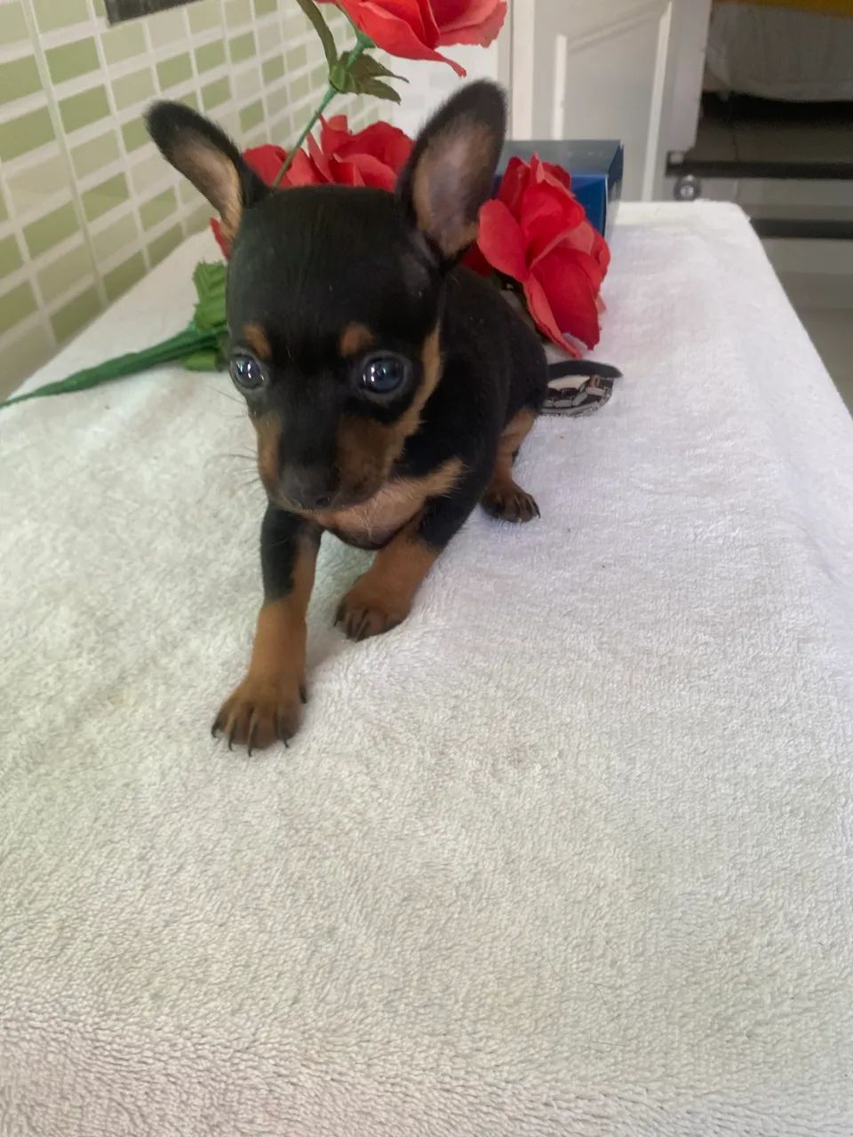 Pinscher  - Foto 5