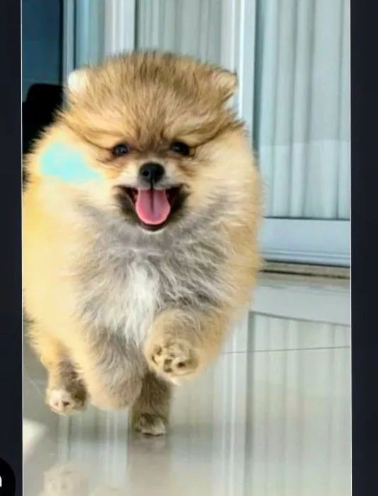 Spitz alemão 