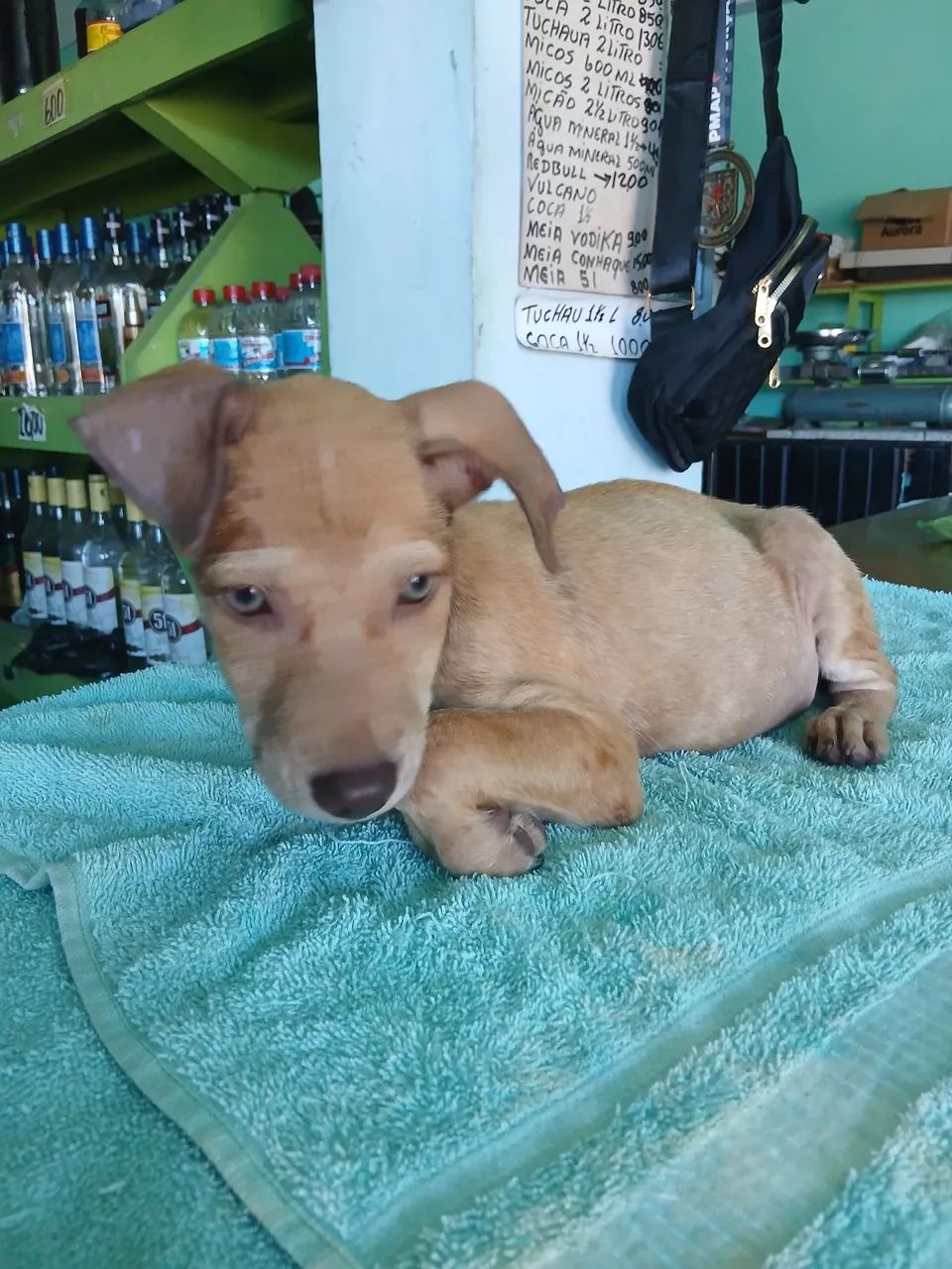 Doação de cachorro  - Foto 2