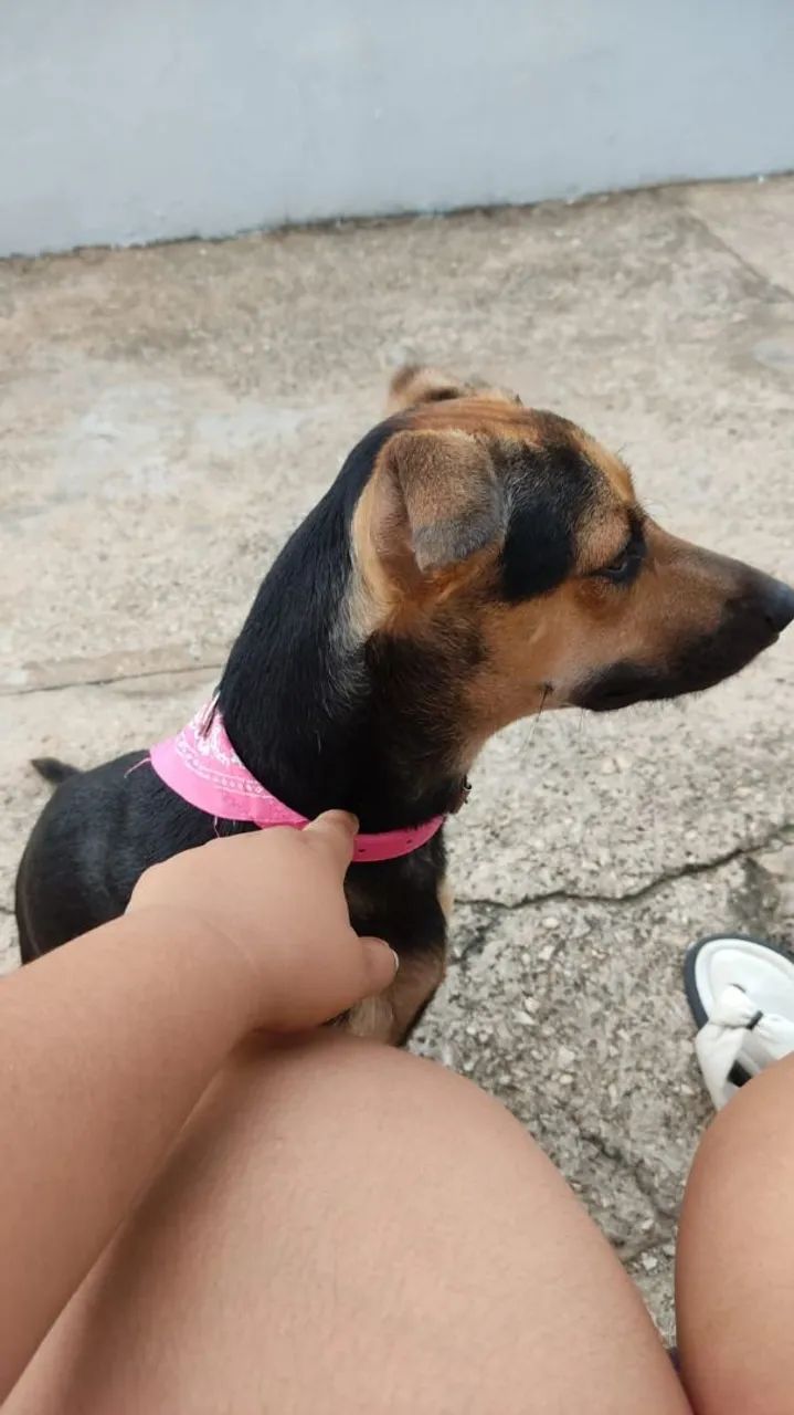 Doação de cachorro fêmea brava - Foto 5
