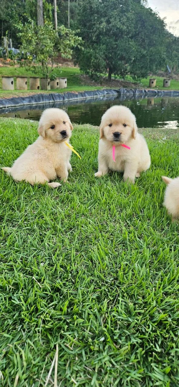 Golden Retriever com Pedigree e Microchip  - Foto 3