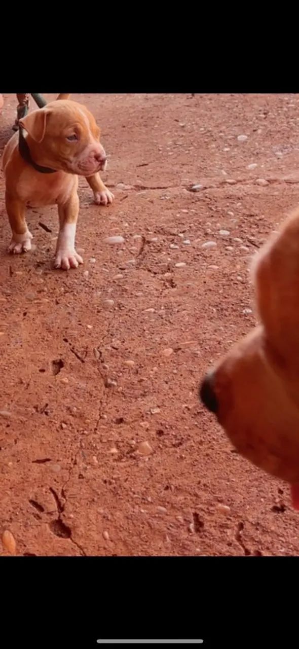 Filhote de Pitbull  - Foto 4