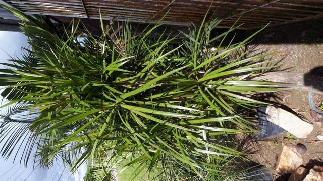 Plantas e grama - Foto 3