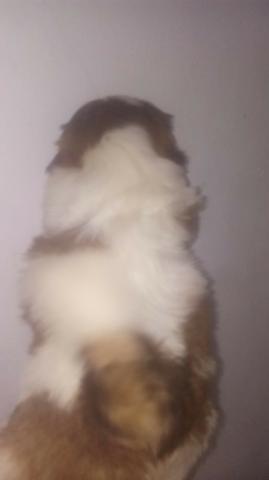 Shih tzu Fêmea - Foto 3