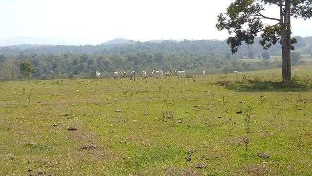 Vendo belíssima fazenda em são vicente 330 alqueires - Foto 5