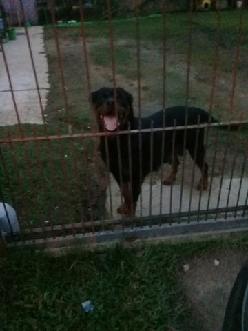 Rott - Foto 2