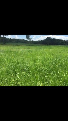 Vendo 650 equitares 85 km de Cuiabá - Foto 2