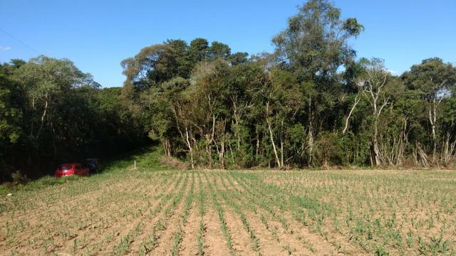 Chácara em Campo Largo Bairro Rondinha - Estrada da Sereia - Foto 9
