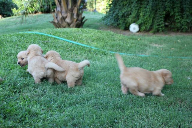 Filhotes TOP's de Golden Retriever com Pedigree! - Foto 6