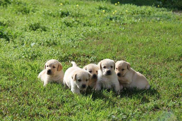 Filhotes TOP's de Labrador Retriever Champanhe! - Foto 3