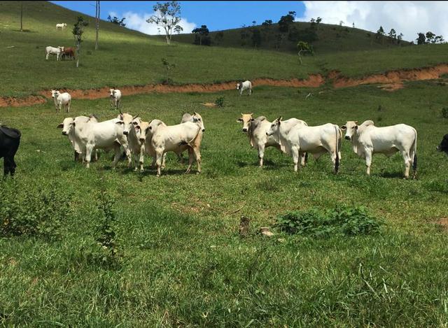 Fazenda região de Itanhaém BA