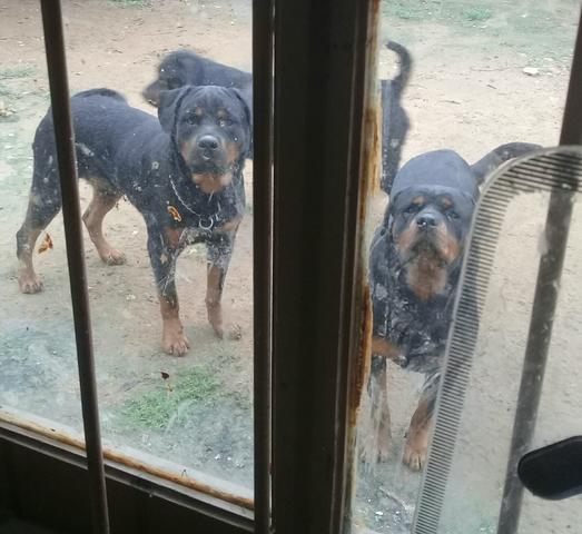 Rott - Foto 3