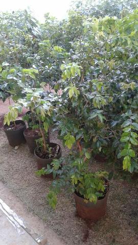 Montamos pomar chacará e fazenda, muitas frutíferas produzindo- grama e mudas eucalipto - Foto 3