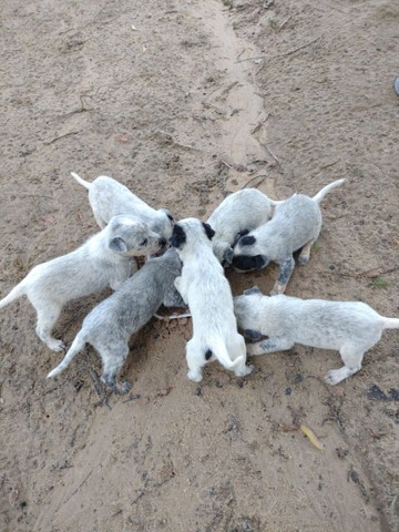 Blue Heeler/ Boiadeiro Australiano 