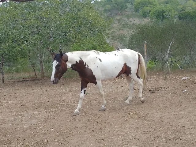  Cavalo pampo