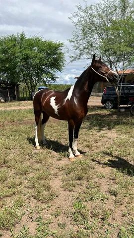 Cavalo registrado no Mangalarga marchador a venda