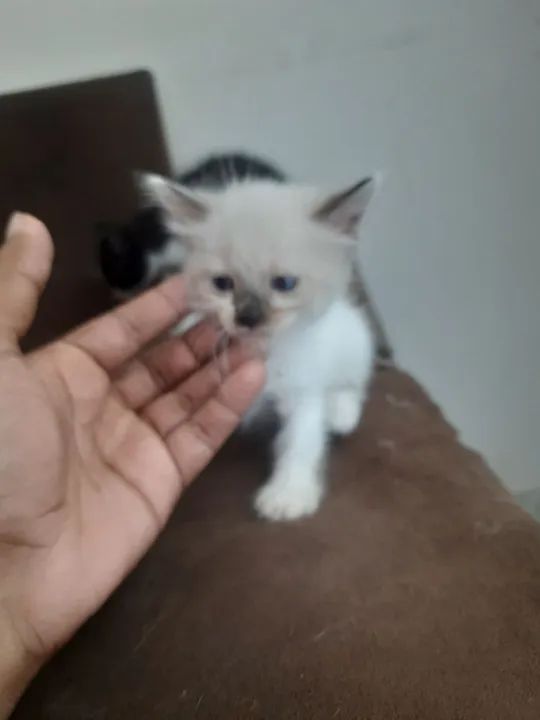 Gatinhos para doação  - Foto 4